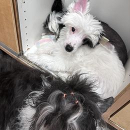 Boy 2 - Black and white Chinese Crested puppy in Natick, Massachusetts from Mindy Dobrow's Chinese Crested Puppies and standard poodles
