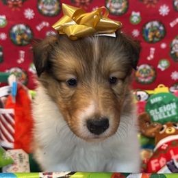 Rudolph - Sable and white male Collie puppy in Carencro, Louisiana from Cajun Bayou's Collies LLC