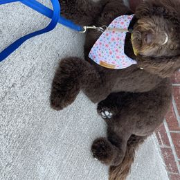 Rosie - Labradoodle