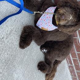 Rosie - Labradoodle
