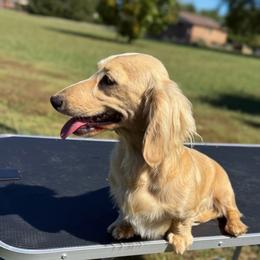 Olive - Dachshund