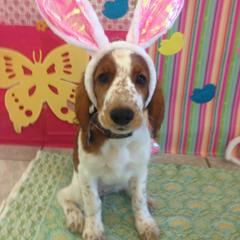 Welsh Springer Spaniel Puppies from Tropic Welsh Springer Spaniels