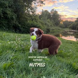Nutmeg - Red tri-color female Australian Shepherd puppy in Deford, Michigan from Tapestry Australian Shepherds
