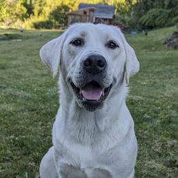Aspen - Labrador Retriever