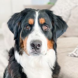 Olive - Bernese Mountain Dog