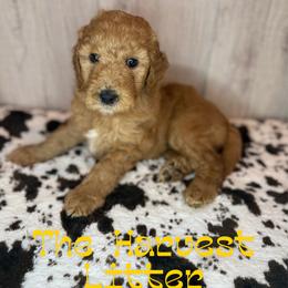 Pecan - Apricot female Goldendoodle puppy in Houston, Texas from Golden Life Doodles