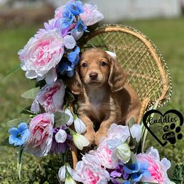 Mia - Red female Dachshund puppy in Nashville, Arkansas from Cuddles n Curls