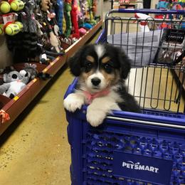 Australian Shepherd Puppies from Whinny Hill