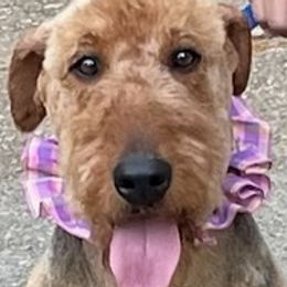 Airedale Terriers and French Bulldogs from Rock of Ages