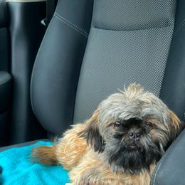 Elle - Shih Tzu
