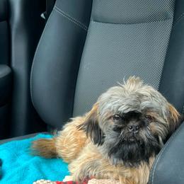 Elle - Shih Tzu