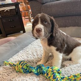 English Springer Spaniel Puppies from Timothy Naylor