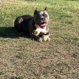 Cleo - American Bully