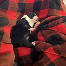 Miniature American Shepherd Puppies from Bond’s MAS