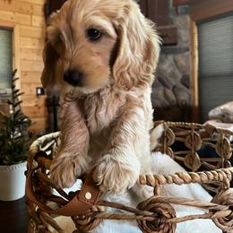 Goldendoodle Puppies from Lundee Doodles