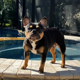 Lalee - French Bulldog