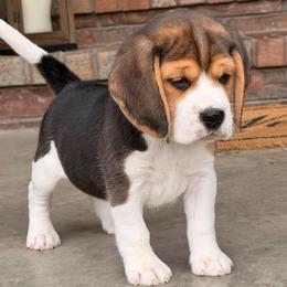Honeybee - Black tan and white female Beagle puppy in Mansfield, Missouri from Rippee Creek Kennel