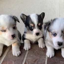 American Corgis from Campbell’s American Corgis