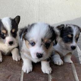 American Corgis from Campbell’s American Corgis