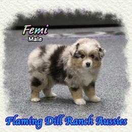 Femi - Blue merle male Toy Australian Shepherd puppy in Forestburg, Texas from Flaming Dill Ranch Aussies