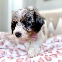 Mikie - Blue merle male Sheepadoodle puppy in Spanish Fork, Utah from Maplesierradoodles