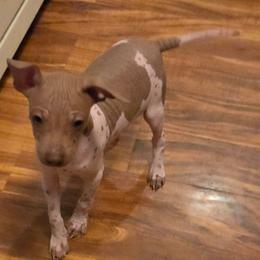 Crypton - White and red male American Hairless Terrier puppy in Claremont, New Hampshire from Melanie Bell