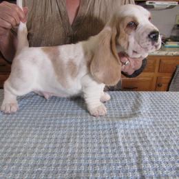 Mojo - Lemon and white male Basset Hound puppy in Francesville, Indiana from Sandyhill Basset Hounds