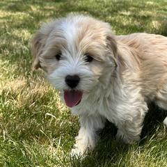 Double Doodles from Krystle’s Premier Doodles