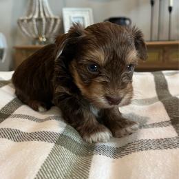 Rolo - Chocolate, tan and white male Yorkshire Terrier puppy in Calhoun, Georgia from Peach State Yorkies