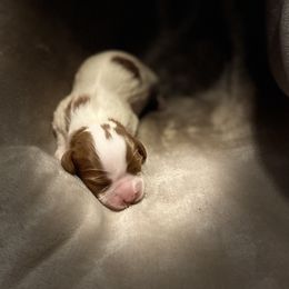 Rhinona - Blenheim Cavalier King Charles Spaniel puppy in Brewerton, New York from Patch of Land Acres