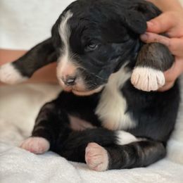 Bernedoodle Puppies from Chris Krosschell
