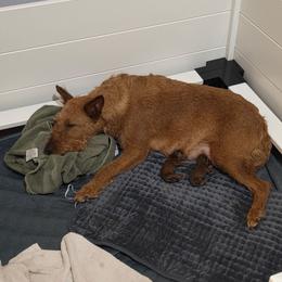 Ralph - Red male Irish Terrier puppy in Sagle, Idaho from Jackman's Puppies