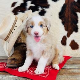 AHRI - Red merle female Australian Shepherd puppy in Durand, Wisconsin from Larson’s Legacy Aussome Aussie Kennels