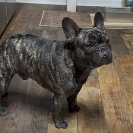 Rile - French Bulldog