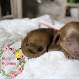 Goldendoodle Puppies from Gracefully Doodled