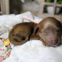Goldendoodle Puppies from Gracefully Doodled