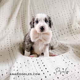 Psalm - Merle male Bernedoodle puppy in Cold Spring, Minnesota from A.N.A. Doodles