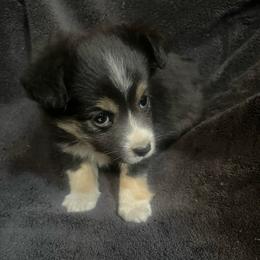 Black tri girl 2 - Black tri female Toy Australian Shepherd puppy in Springfield, Missouri from Donnie's Miniature & Toy Australian Shepherds