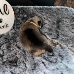 Burlap - Cream sable male Pomeranian puppy in Scio, Oregon from Mac Daddy Poms