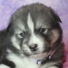Nyra - Black and white female Alaskan Malamute puppy in Independence, Virginia from New River Valley Malamutes
