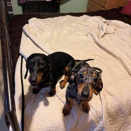 Dachshund Puppies from Camacho_Dachshunds