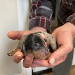 Orion - Dapple male Dachshund puppy in Pleasant Garden, North Carolina from Milky Way Miniature Dachshunds