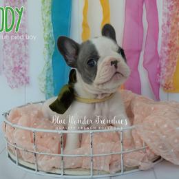 Woody - Blue male French Bulldog puppy in Loxahatchee, Florida from Blue Wonder Frenchies