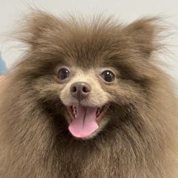 Dachshunds and Pomeranians from Purebred Pawprints