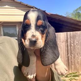 Purple Male - Black tan and white male Basset Hound puppy in Clinton, Tennessee from High Hopes Hounds