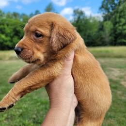 Labrador Retriever Puppies from Blackwoods Labradors