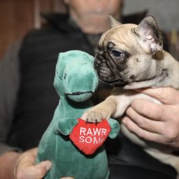 French Bulldog Puppies from Camp Fine Frenchies