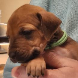 Girl 3 - female Rhodesian Ridgeback puppy in Chino Valley, Arizona from Courage Rhodesian Ridgebacks