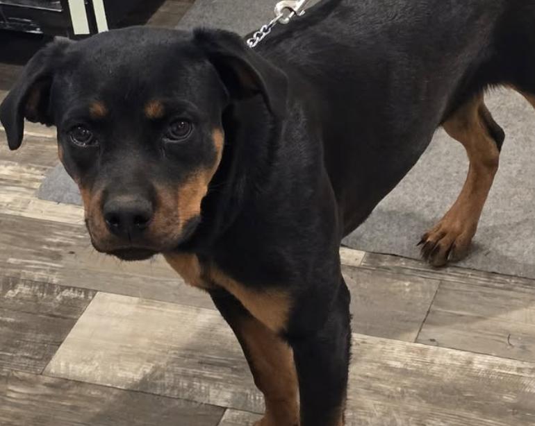 25 cute Rottweiler puppies for sale in Syracuse, New York | Good Dog