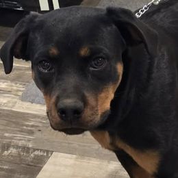 Rottweilers from Vagabond Rottweilers
